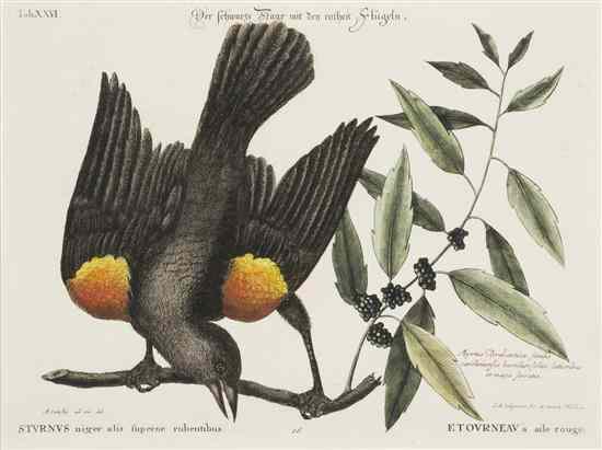 Appraisal: ORNITHOLOGY ENGLISH CATESBY MARC after Etourneau a aile rouge Hand-colored