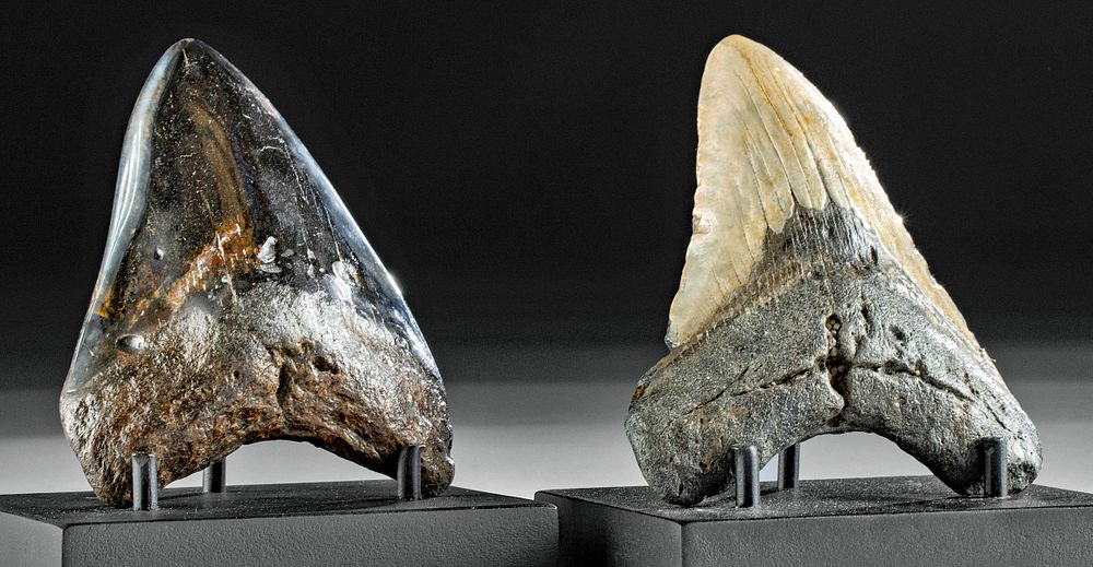 Appraisal: Lot of Fossilized Megalodon Teeth Originally Listed At Ancient Seas