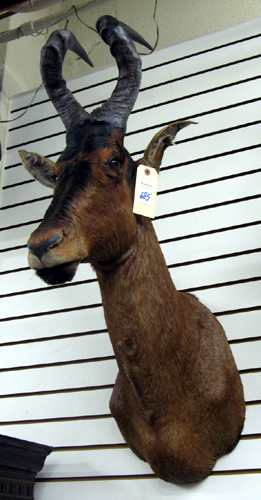 Appraisal: SOUTH AFRICAN RED CAPE HARTEBEEST Alcelaphus buselaphus cokii a grassland