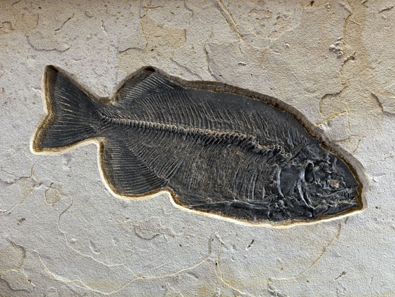 Appraisal: LARGE PREDACIOUS FOSSIL FISH Phareodus testis Eocene Age Green River