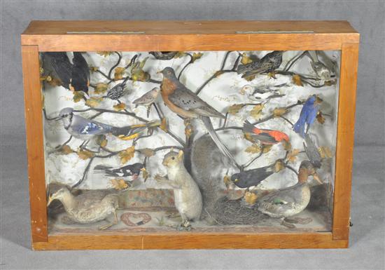 Appraisal: Cased Diorama Circa With waterfowl squirrel pigeon and songbirds naturalistically