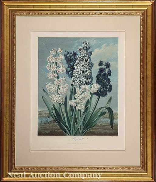 Appraisal: Dr Robert John Thornton English - Hyacinths hand-colored engraved aquatint