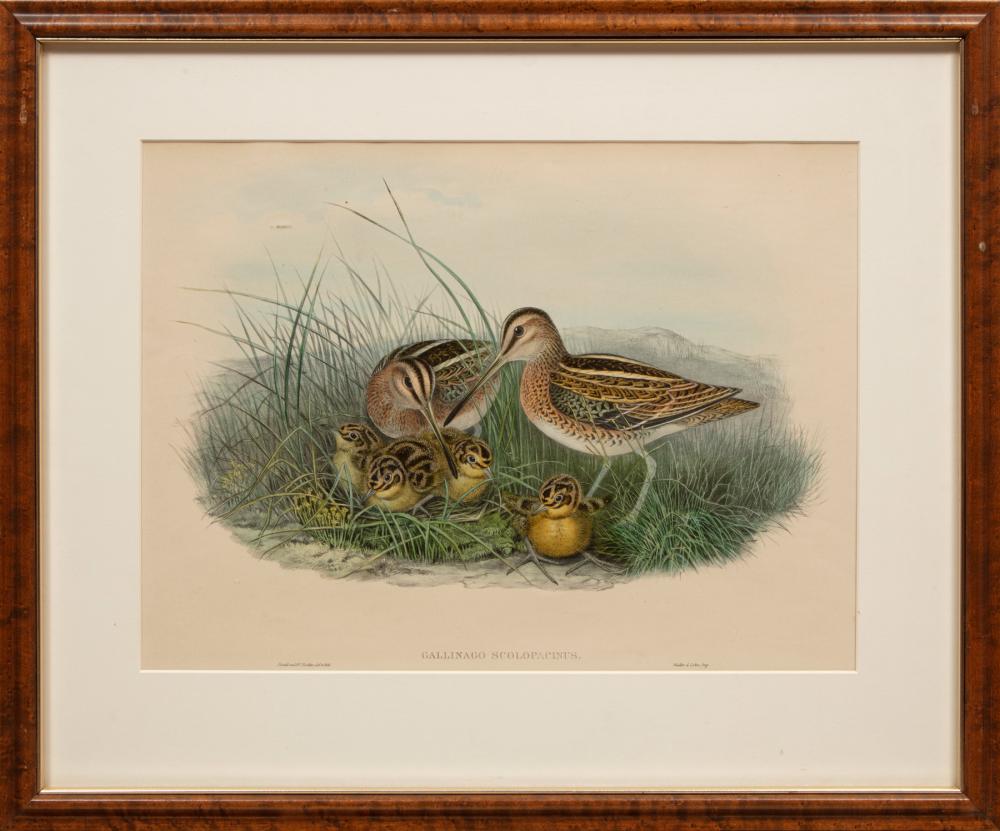 Appraisal: JOHN GOULD BRITISH - John Gould British - Gallinago Scolopacinus