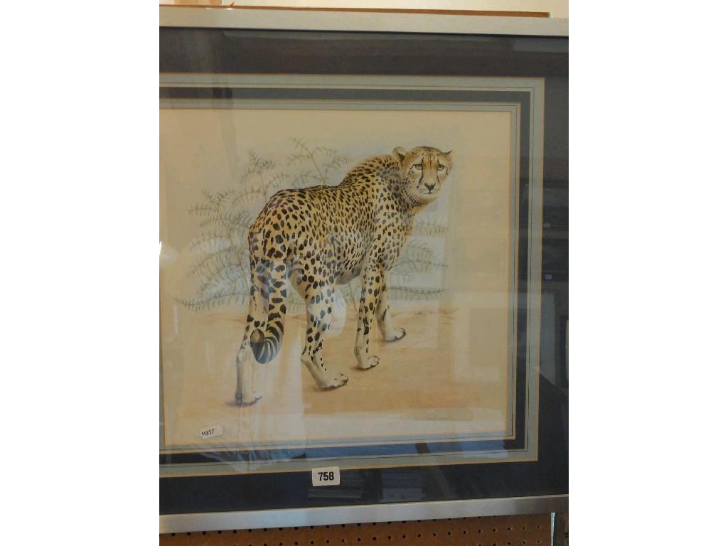 Appraisal: A watercolour study of a Cheetah by Anthony Southcombe signed