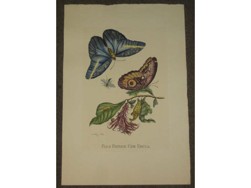 Appraisal: CONTINENTAL SCHOOL TH CENTURY Four botanical hand colored engravings including