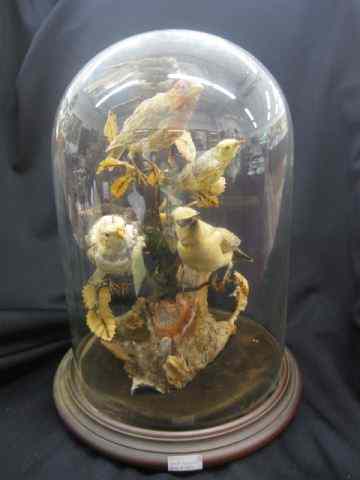 Appraisal: Taxidermy Birds under Glass Dome five different on natural wood