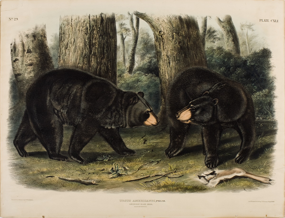 Appraisal: AMERICAN BLACK BEAR NO PLATE CXLI Drawn from nature by