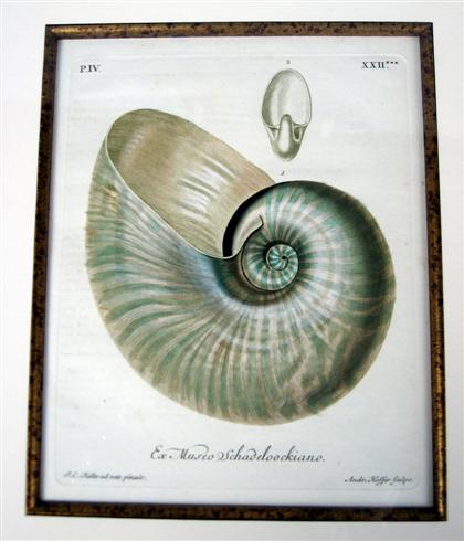 Appraisal: Six hand-colored engraving of shells wolfgang knorr amsterdam Framed H