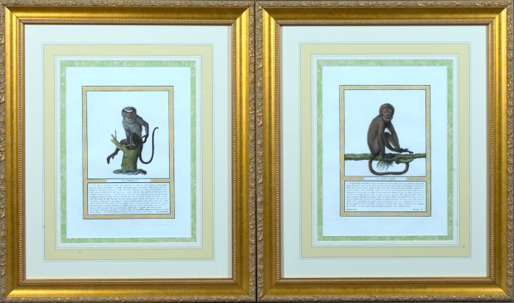 Appraisal: Italian School Early th Century Monkies pair of hand-colored engravings