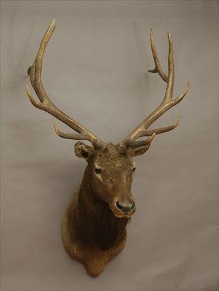 Appraisal: Elk's Head Hunting Trophy Approx in