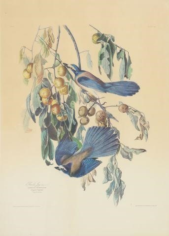 Appraisal: Framed ornithology print on paper Florida Jay after John James