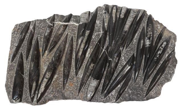 Appraisal: Large black polished orthoceras fossil plate with numerous orthoceras embedded