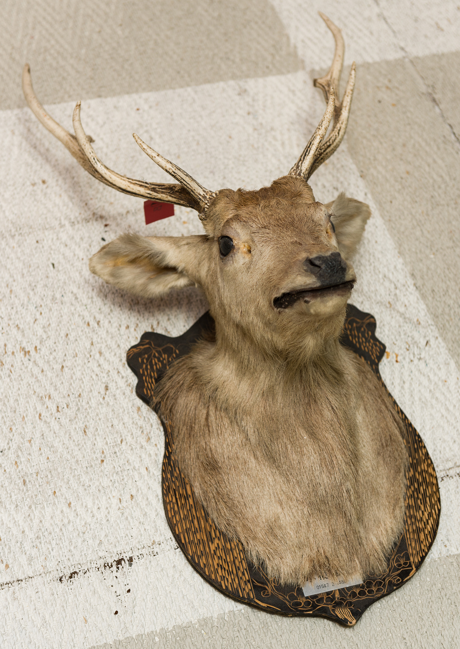 Appraisal: A TAXIDERMIED SHIELD MOUNTED JAPANESE SIKA DEER h x w