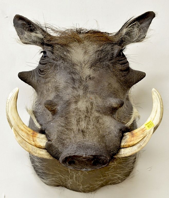 Appraisal: Warthog taxidermy shoulder mount with large tusks dp in Warthog