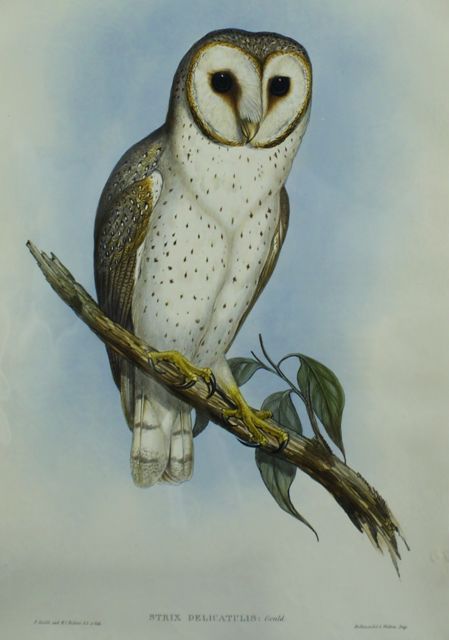 Appraisal: Delicate Owl Strix Delicatulus