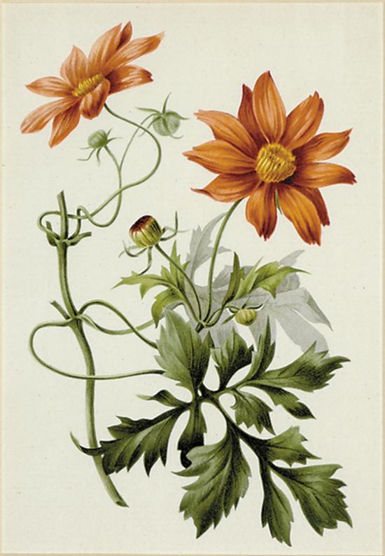 Appraisal: British school th century SIX BOTANICALScolored lithographs framed inscribed lower