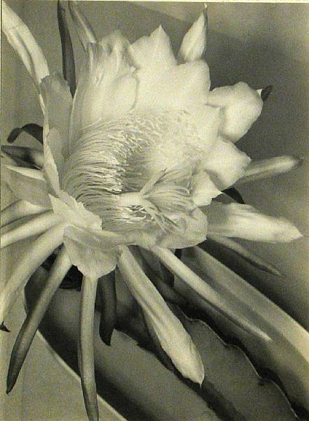 Appraisal: Roi Partridge Hawaiian Flower Gelatin silver print printed signed dated