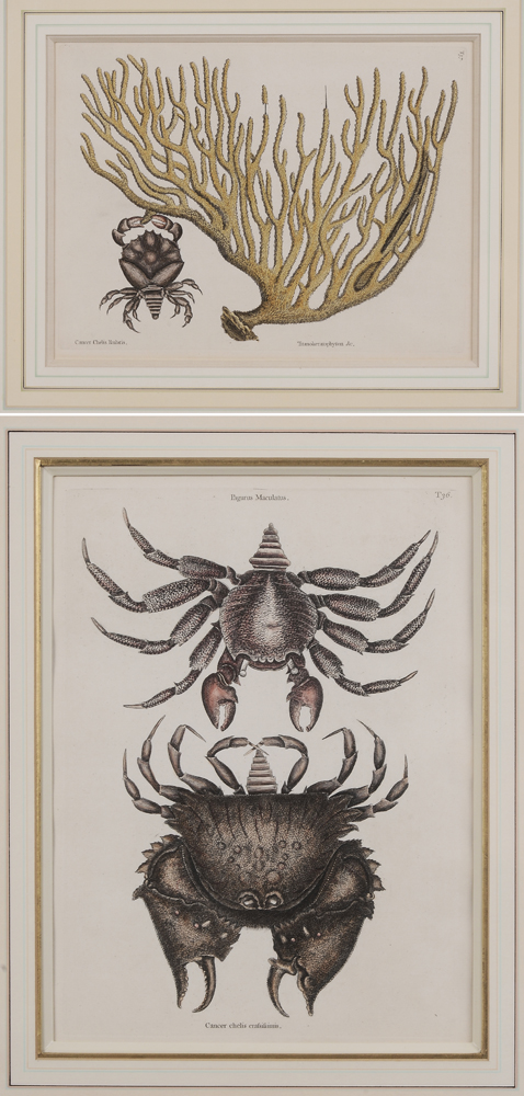 Appraisal: Mark Catesby British - Two hand-colored engravings from The Natural