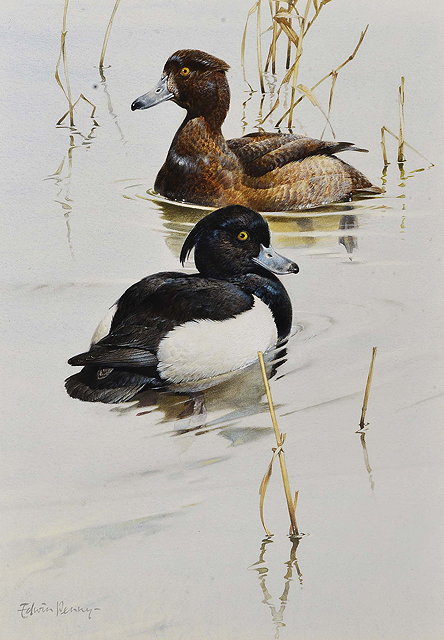 Appraisal: EDWIN PENNY b 'Tufted Duck' watercolour signed Frost and Reed