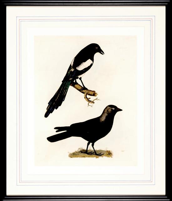 Appraisal: Prideaux John Selby British - JACKDAW MAGPIE colored engraving framed