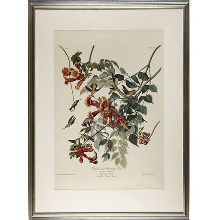 Appraisal: After John James Audubon RUBY-THROATED HUMMING BIRD Color reproduction from