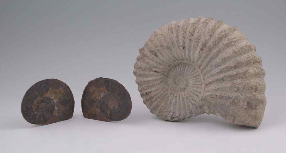 Appraisal: PIECE AMMONITE FOSSILS To include Large Procheloniceras Ammonite Mid Cretaceous