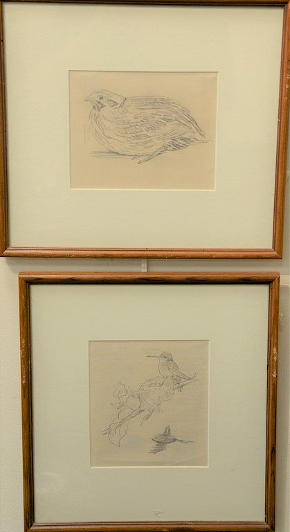 Appraisal: Louis Agassiz Fuertes - set of four pencil on paper