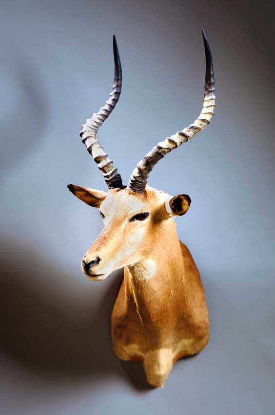 Appraisal: IMPALA Aepyceros melampus Africa The impala is a medium-sized African