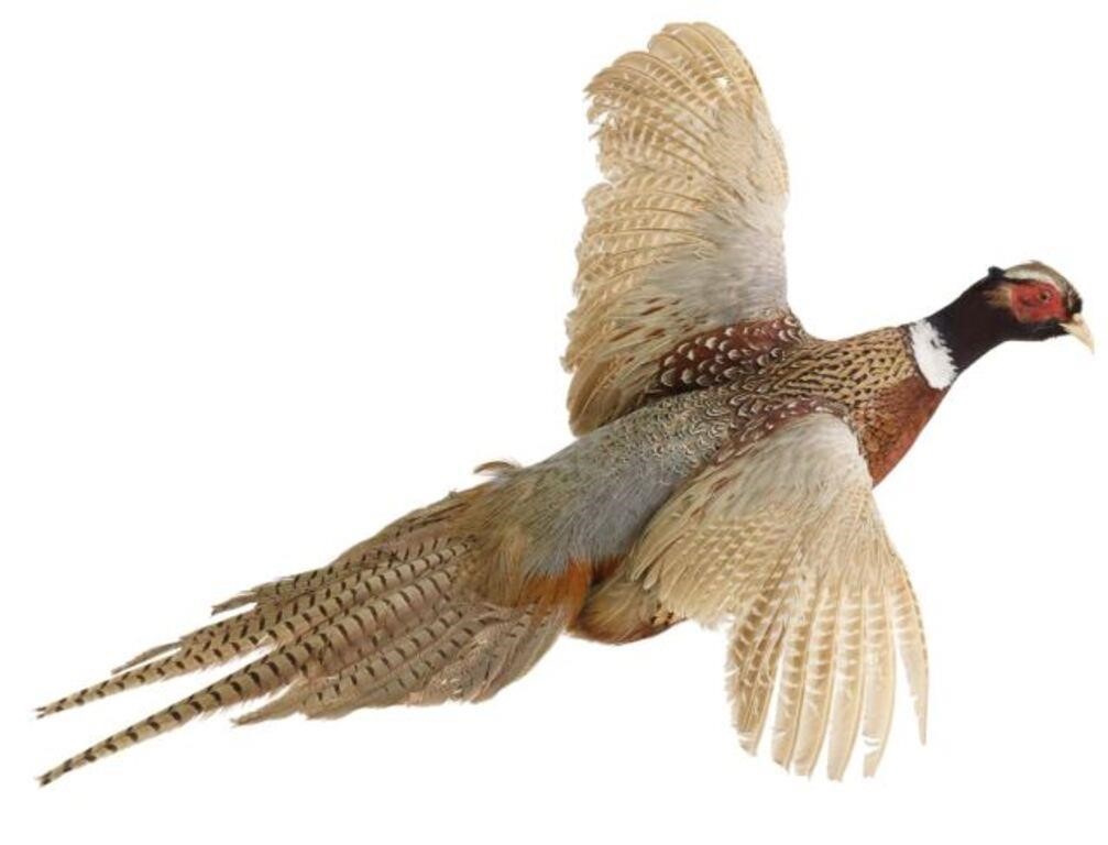 Appraisal: Flying ring-necked Pheasant taxidermy wall mount on small log mount