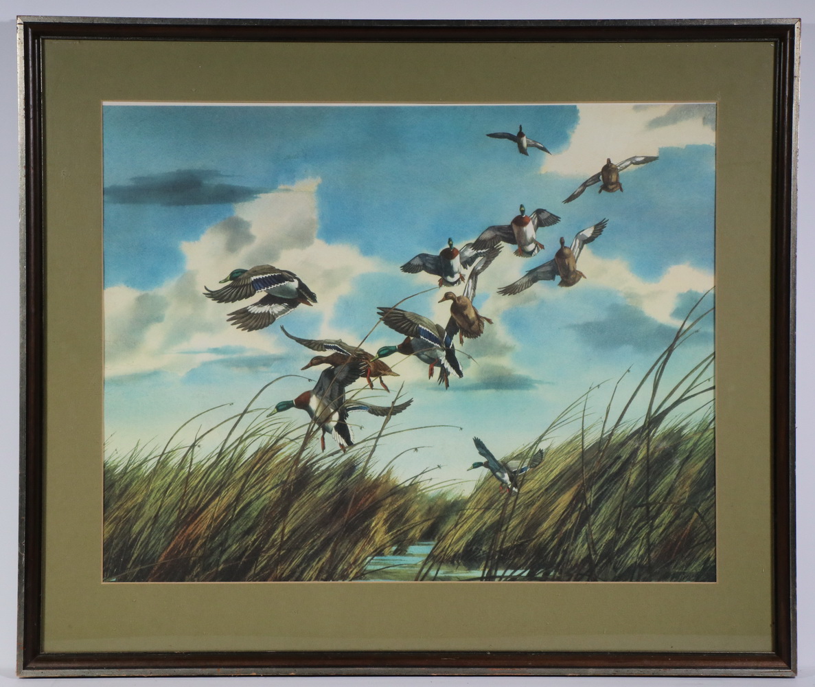 Appraisal: FRAMED DUCK PRINT Offset Color Litho of Mallards Landing in