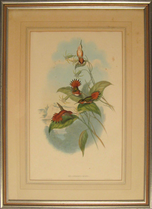 Appraisal: Two hand colored lithographs of hummingbirds after John Gould H