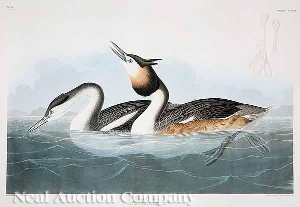 Appraisal: After John James Audubon America - Crested Grebe No Plate