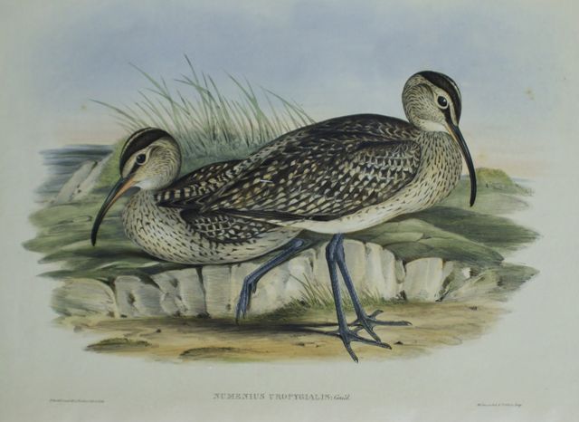 Appraisal: Australian Whimbrel Numenius Uropygialis