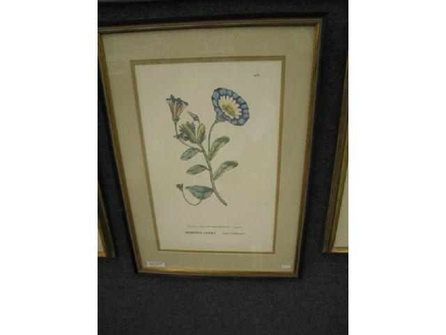 Appraisal: Hand Colored Botanical Lithograph Morning Glory