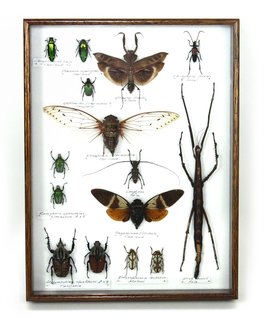 Appraisal: Taxidermy fifteen mounted insects including Pachyteria Javana E Java Chaters