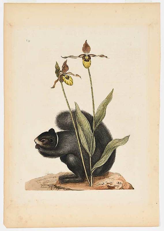 Appraisal: Mark Catesby British - The Black Squirrel Yellow Lady's Slipper