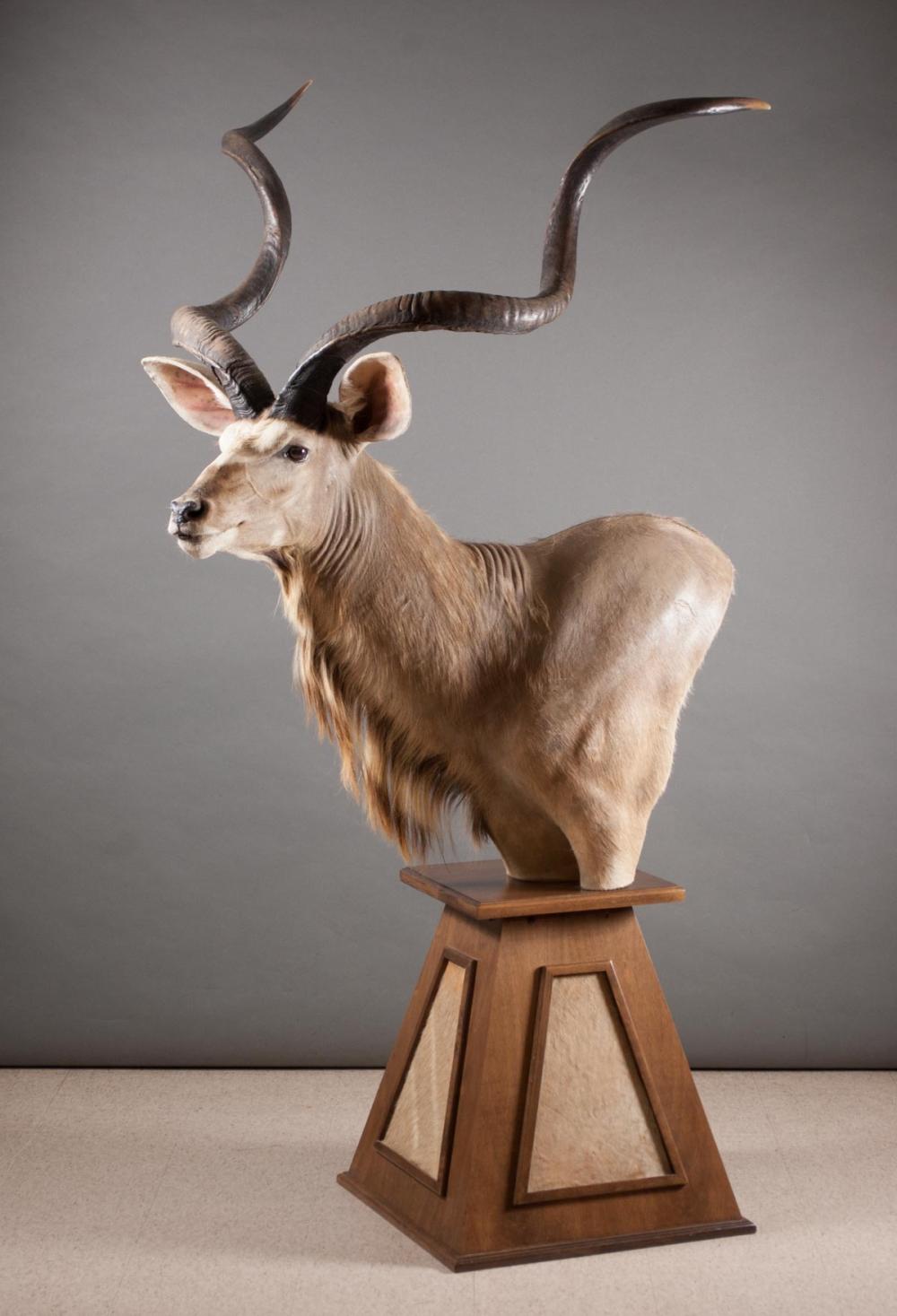 Appraisal: AFRICAN GREATER KUDU TAXIDERMY MOUNT a large African woodland antelope