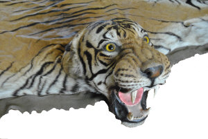 Appraisal: A superb Tiger skin and head mount by Theobold Bros