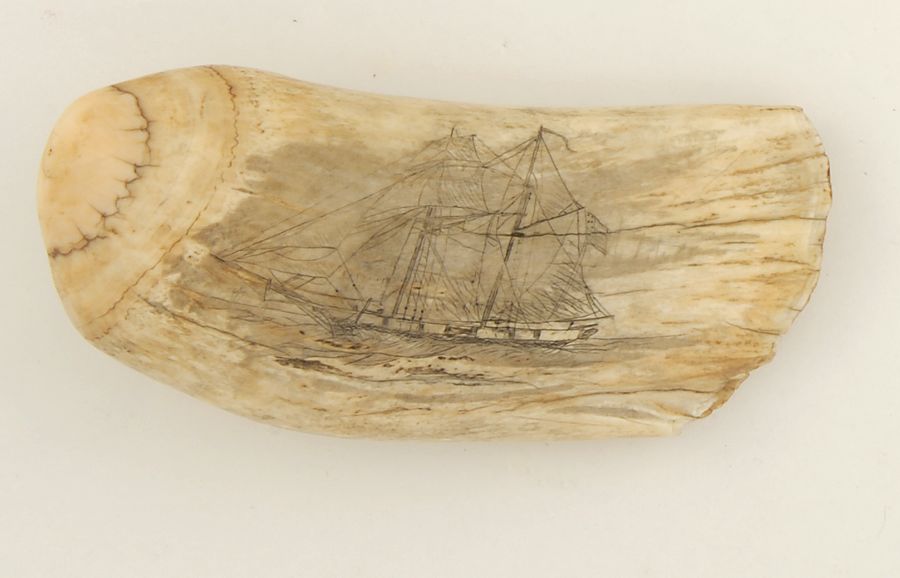 Appraisal: SCRIMSHAW BULL WHALE'S TOOTH American th CenturyWith decoration of a