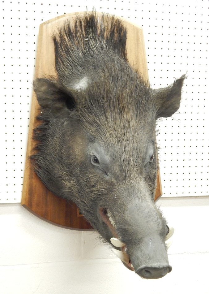 Appraisal: A taxidermied wild boar's head the mahogany shield with plaque