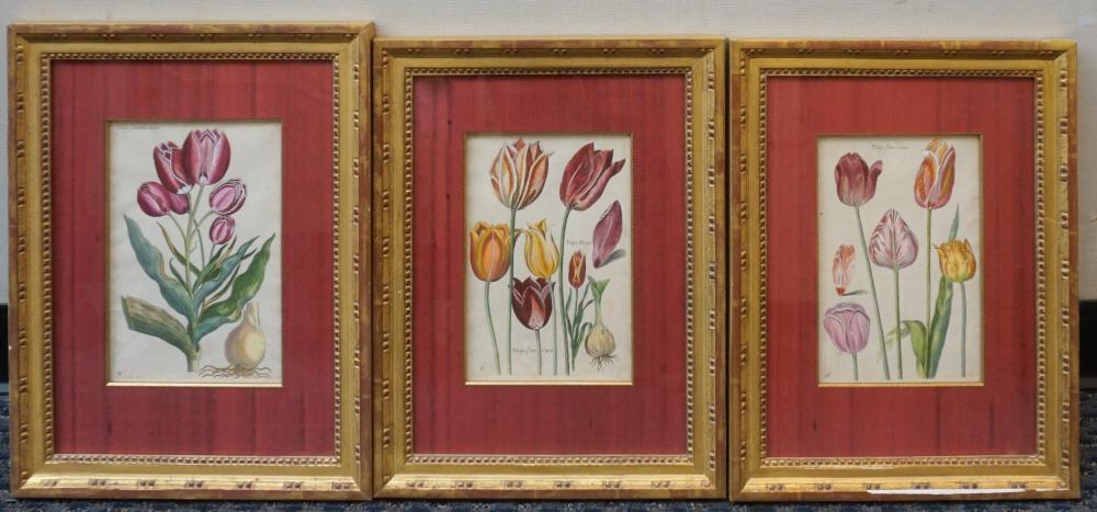 Appraisal: Three Hand-Colored Engravings of Tulips After th Century Continental School