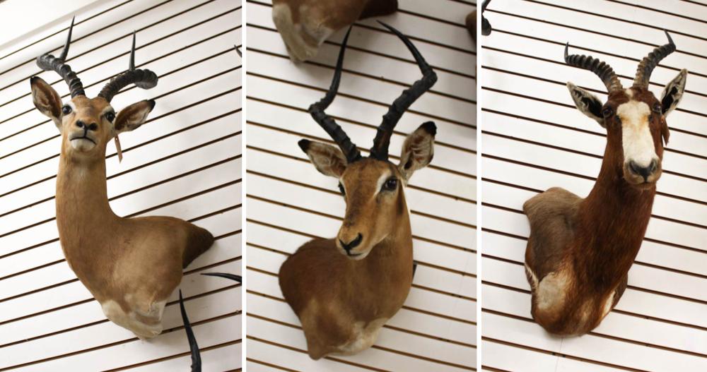 Appraisal: THREE AFRICAN ANTELOPE TROPHY MOUNTS Impala and one Blesbok or