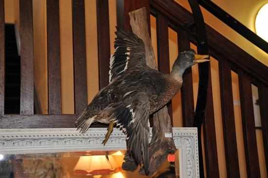 Appraisal: A TAXIDERMIED DUCK IN FLIGHT