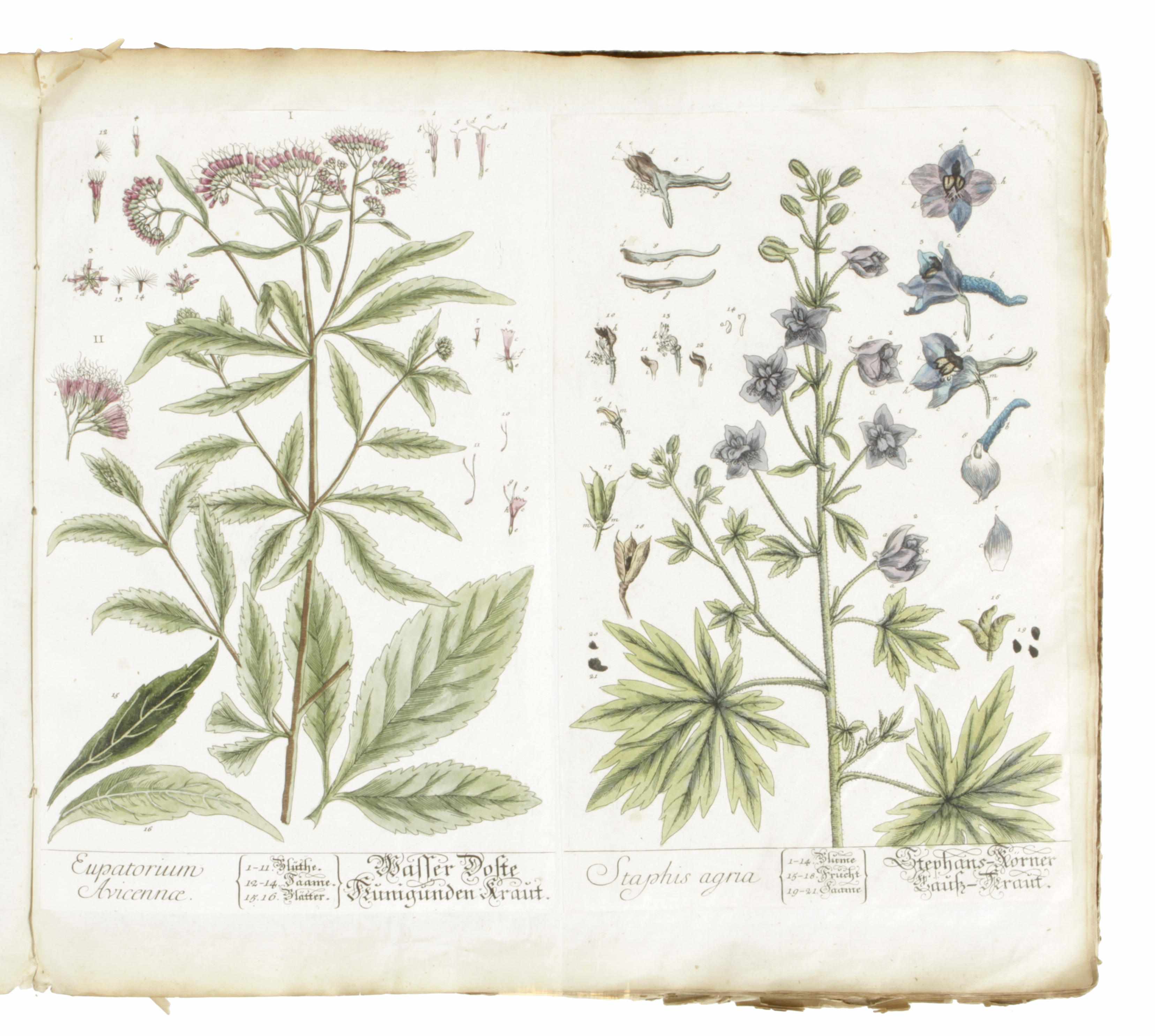 Appraisal: BOTANICAL ILLUSTRATIONS Album of th century hand-colored engraved plates cut