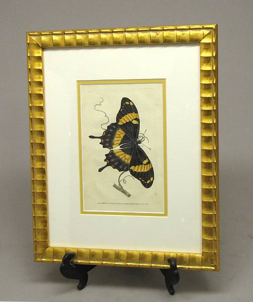 Appraisal: Two English framed prints of butterflies after Edward Donovan British