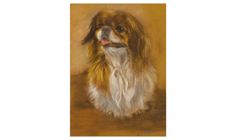 Appraisal: Pastel Drawing of a Pekingese Dog Signed R P Minto