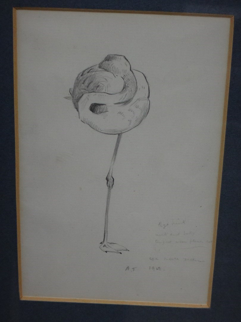 Appraisal: Archibald Thorburn - Flamingo pencil signed with initial inscribed and