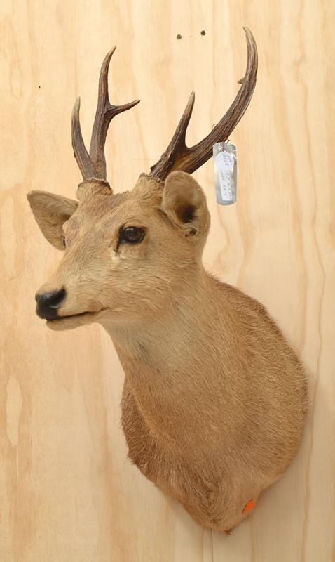 Appraisal: SMALL TAXIDERMIED RED DEER HEAD CM HIGH SMALL TAXIDERMIED RED