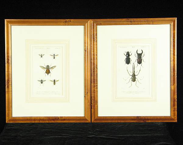 Appraisal: After Blanchard Entomological Studies from Dictionnaire D'Histoire Naturelle Hand colored