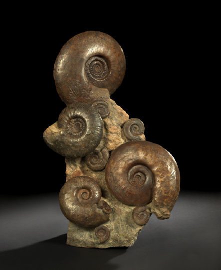 Appraisal: Large Sculptural Ammonoid Fossil Group composed of a large slab